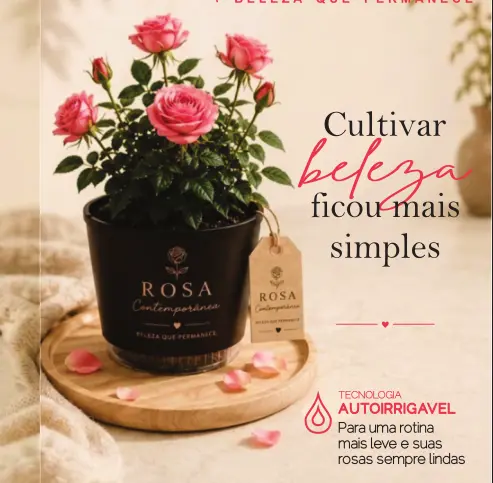 Rosa Contemporânea M