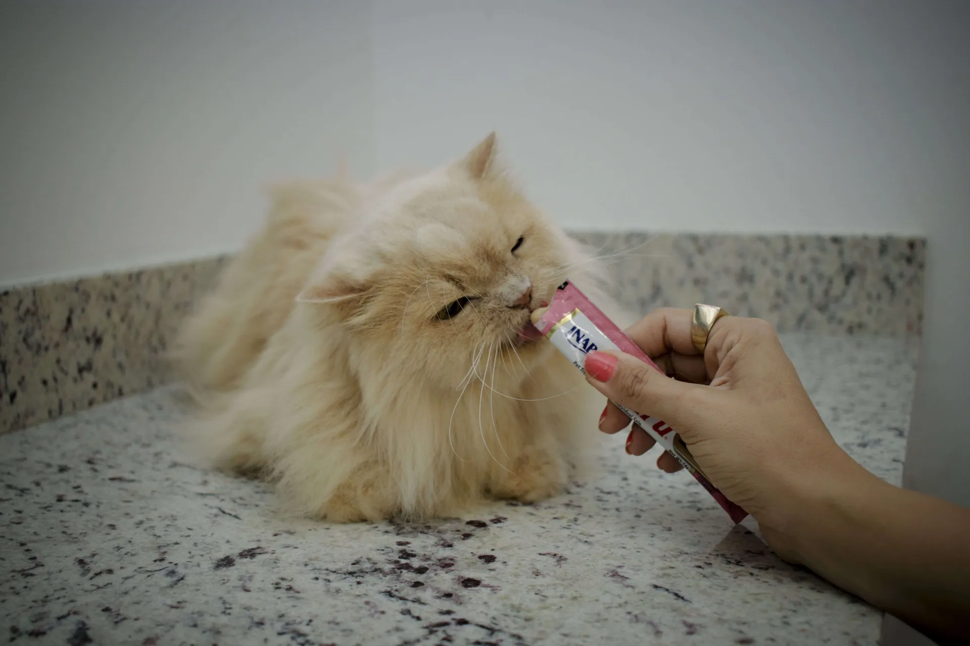 Atendimento felino na Maxiclin
