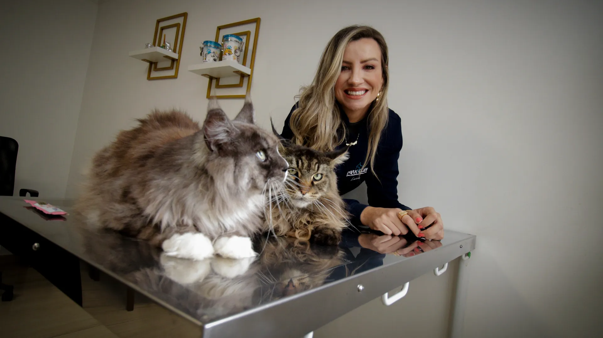 Medicina felina na Maxiclin