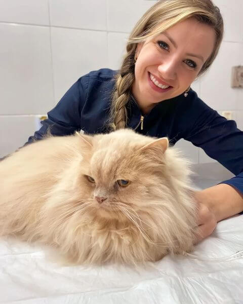 Consulta veterinária na Maxiclin