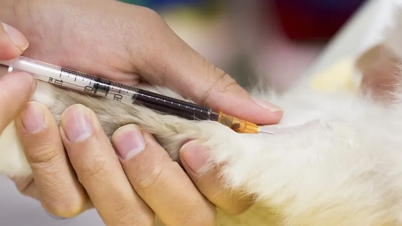 Exames laboratoriais veterinários