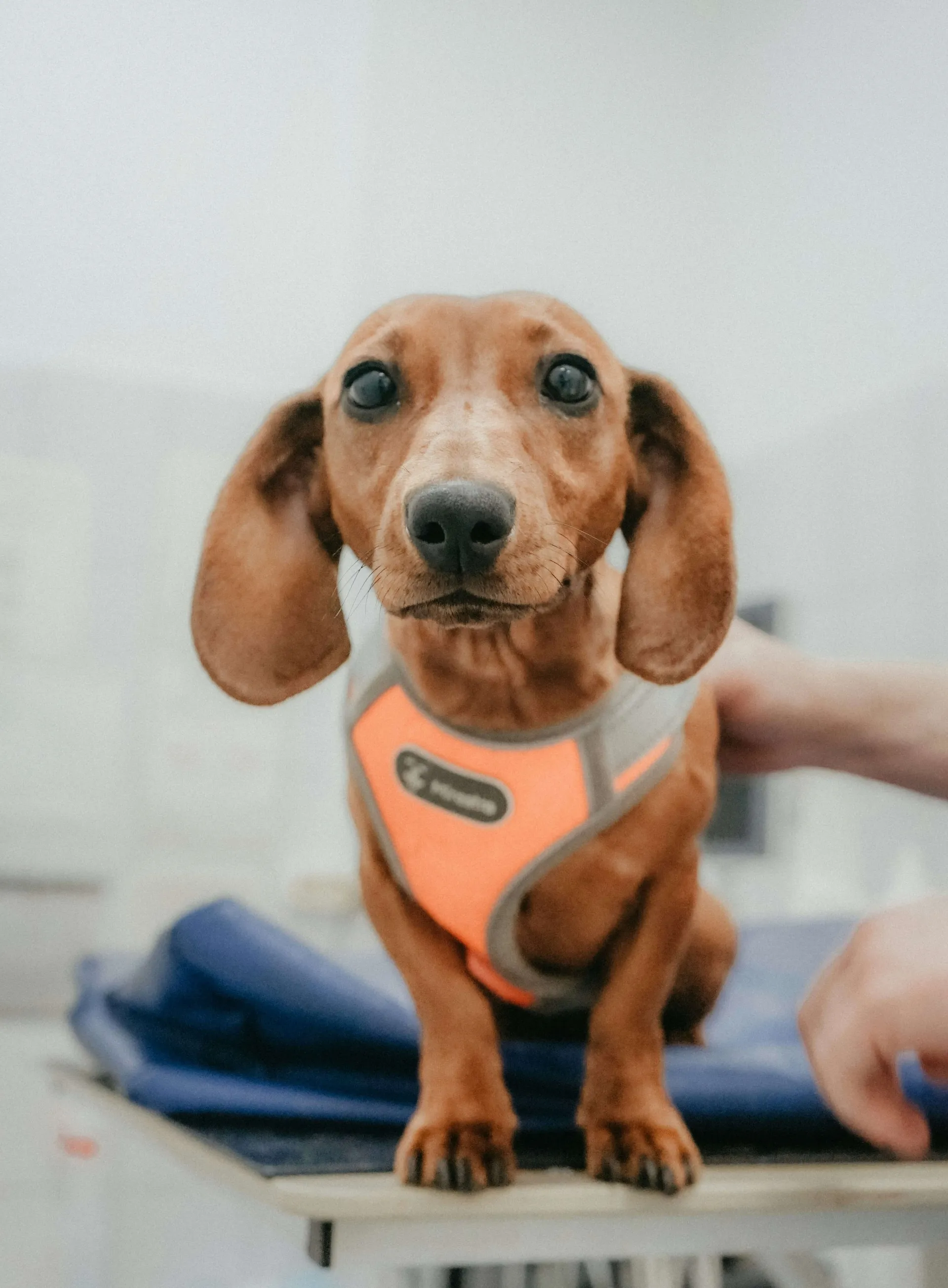 Sessão de fisioterapia veterinária na Maxiclin