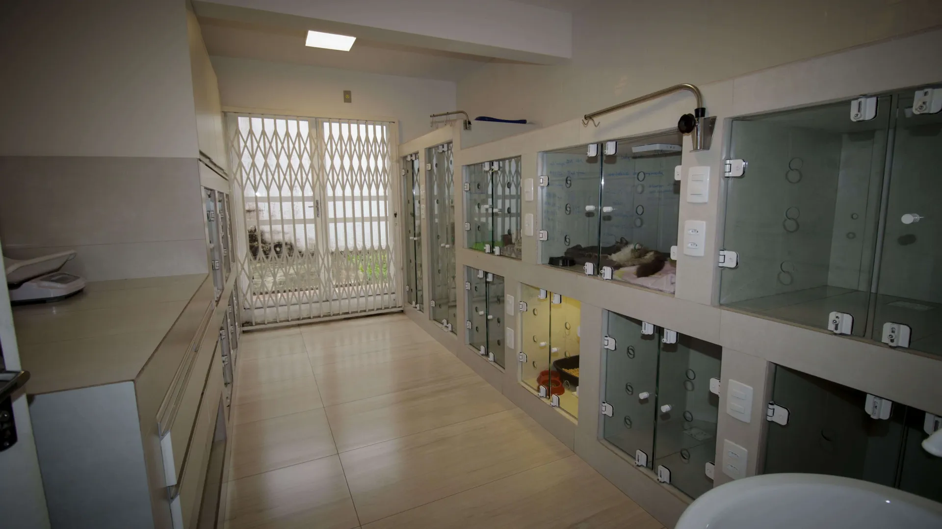 Internação veterinária para gatos