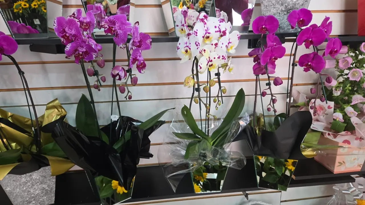 Orquidea Cascata