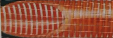 Sucção e descarga pesada - Laranja