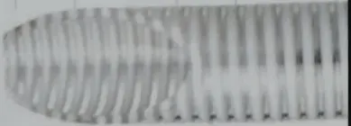 Sucção e descarga atóxica