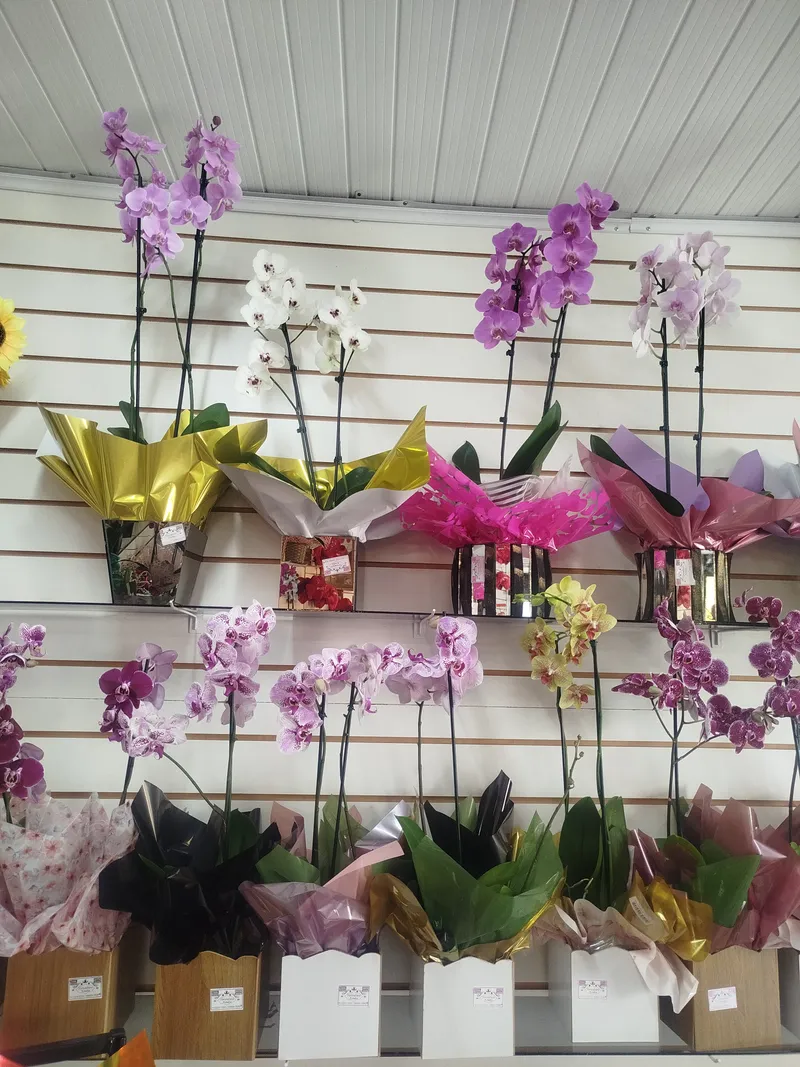 Orquídeas - 01 Unidade