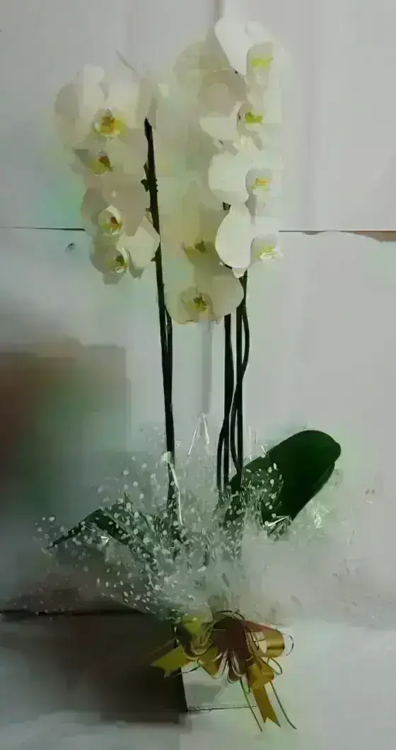 Orquídeas
