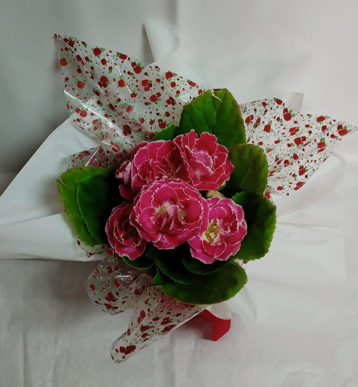 Vaso de Gloxinia