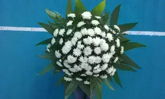 Corbélia Redonda Pequena de Crisantemo