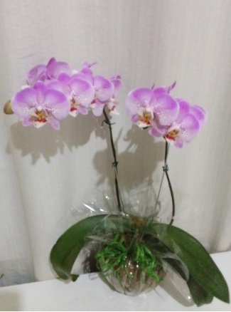 Orquídeas / Rosa / 02 Unidades
