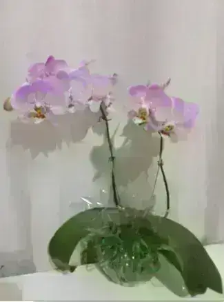 Orquídeas / Rosa / 02 Unidades