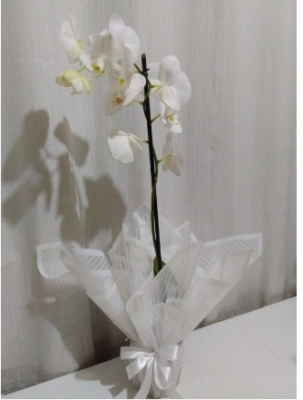 Orquídeas / Brancas / 01 Unidade
