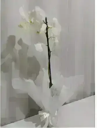 Orquídeas / Brancas / 01 Unidade