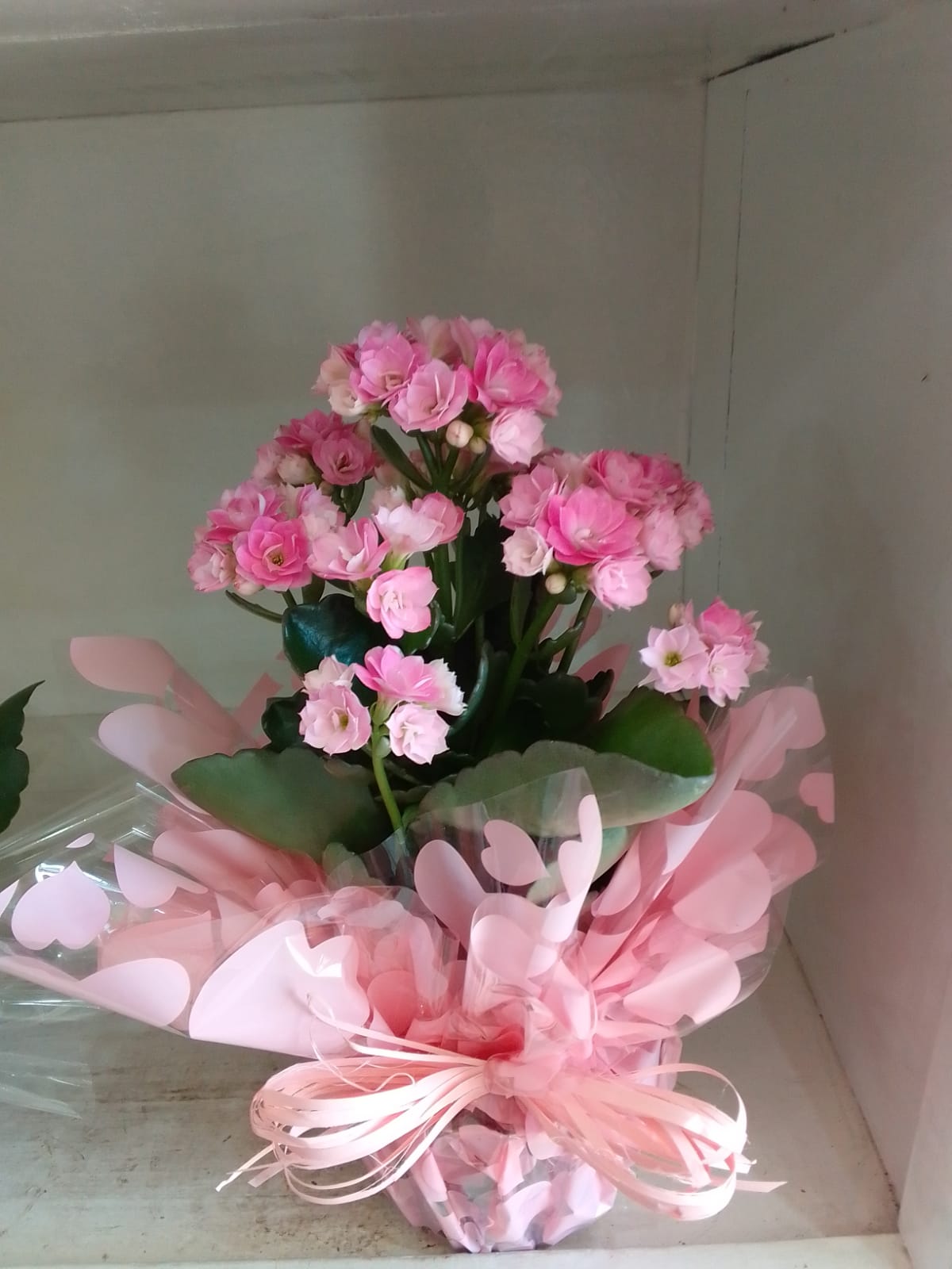 Calandiva / Rosa / 01 Unidade