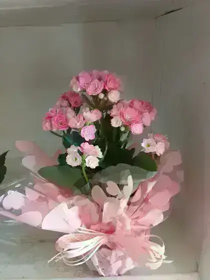 Calandiva / Rosa / 01 Unidade