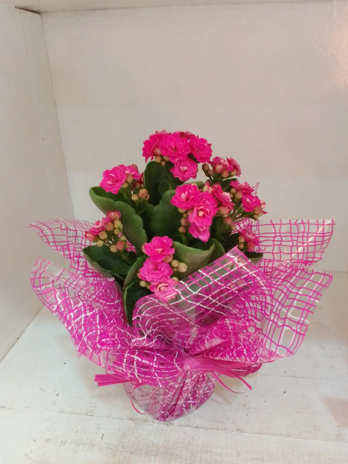 Calandiva / Rosa / 01 Unidade