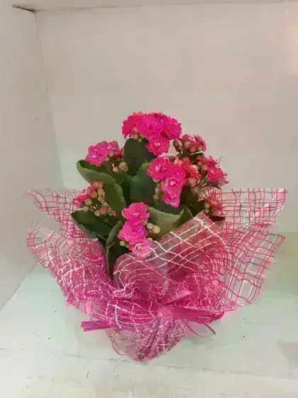 Calandiva / Rosa / 01 Unidade