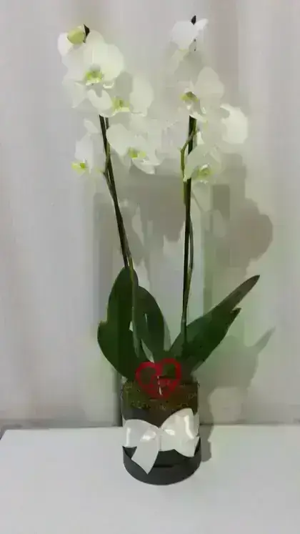 Orquídeas / Brancas / 02 Unidades