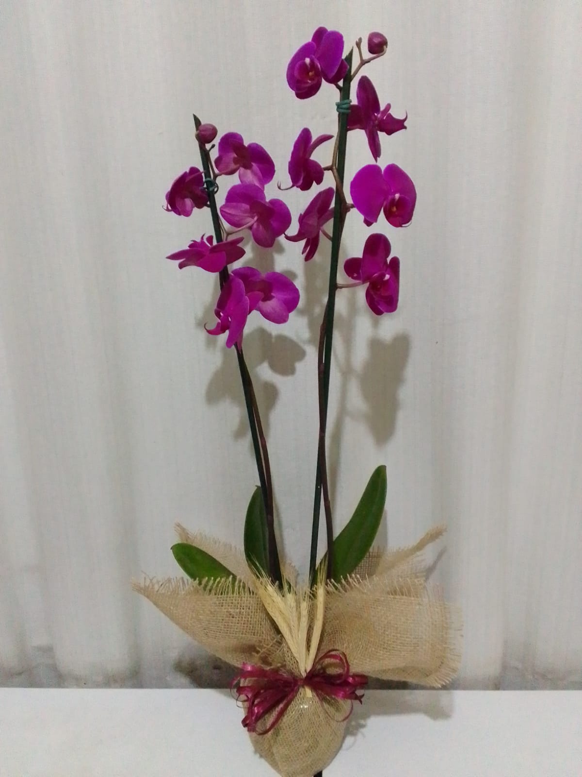 Orquídeas / Roxas / 02 Unidades