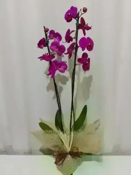 Orquídeas / Roxas / 02 Unidades