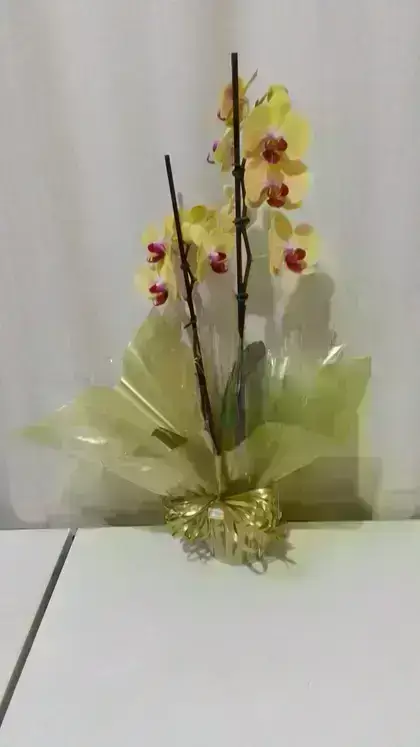 Orquídeas / Amarelas / 02 Unidades