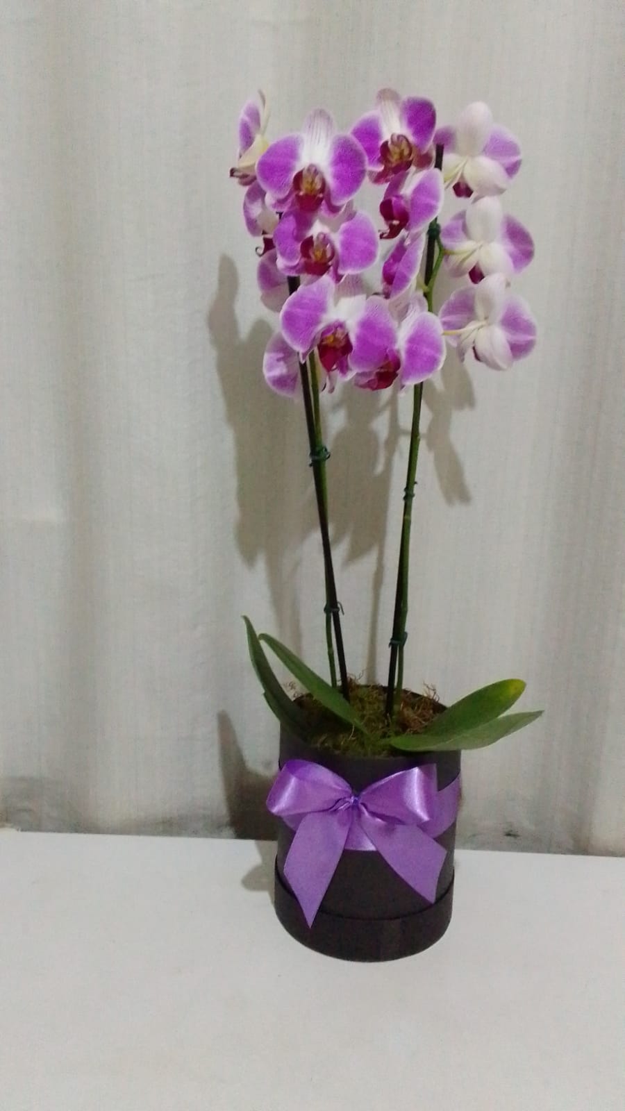 Orquídeas / Mista / 02 Unidades