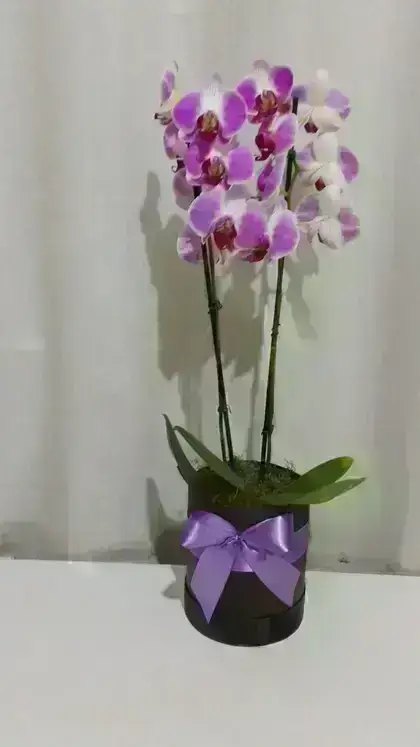 Orquídeas / Mista / 02 Unidades
