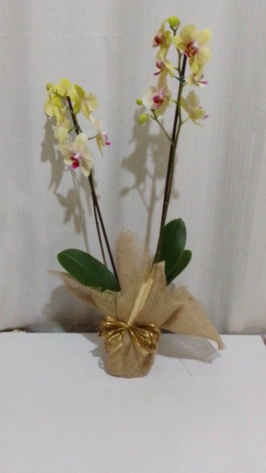 Orquídeas / Amarelas / 02 Unidades