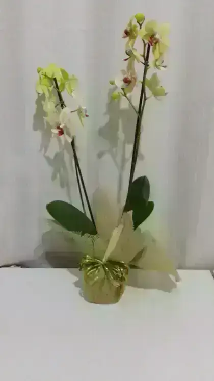 Orquídeas / Amarelas / 02 Unidades