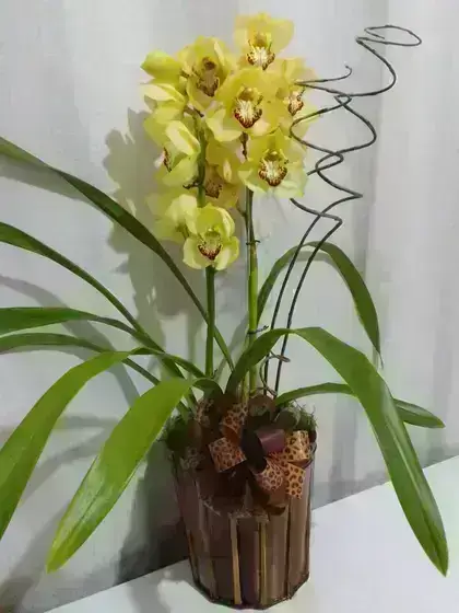 Orquídeas / Amarelas / 02 Unidades