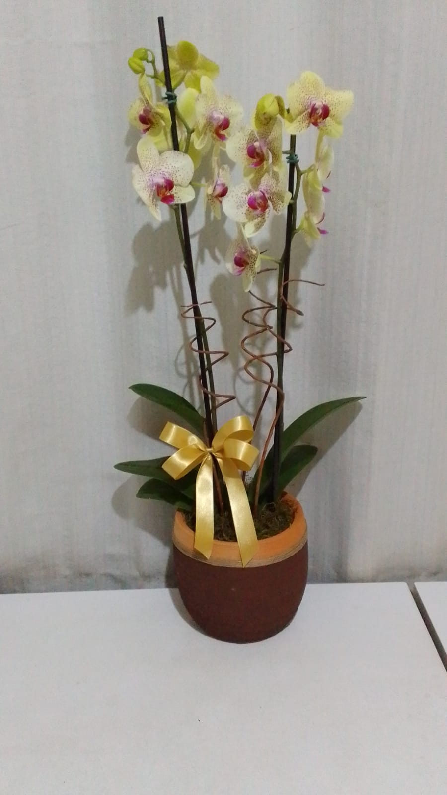 Orquídeas / Amarelas / 02 Unidades