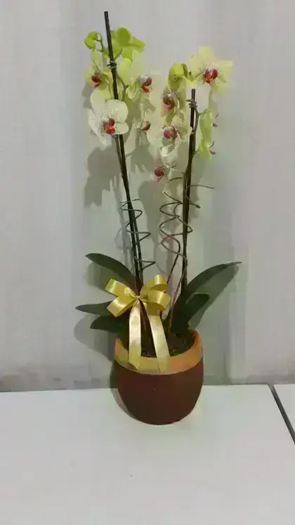 Orquídeas / Amarelas / 02 Unidades