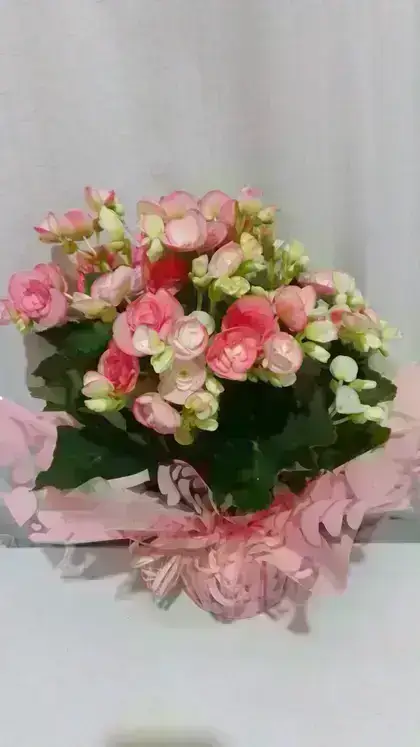 Begônia / Rosa / 01 Unidade
