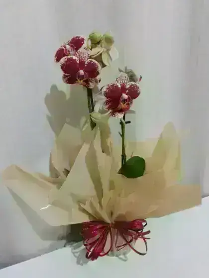 Orquídeas Mini Orquídea / Roxas / 02 Unidades