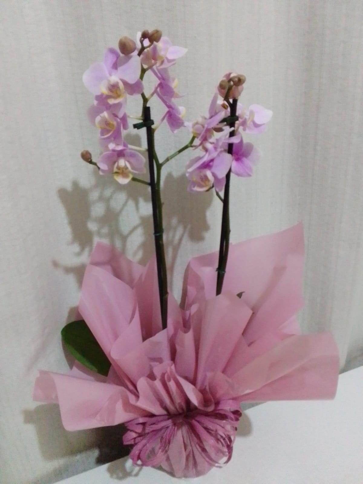 Orquídeas / Rosa / 02 Unidades