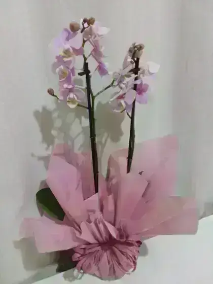 Orquídeas / Rosa / 02 Unidades